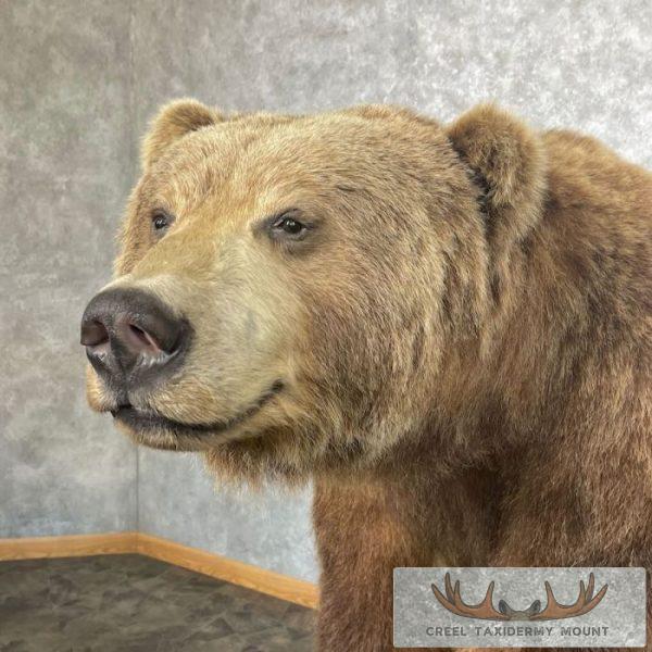 Grizzly Bear Life-Size Taxidermy Mount For Sale - Image 7