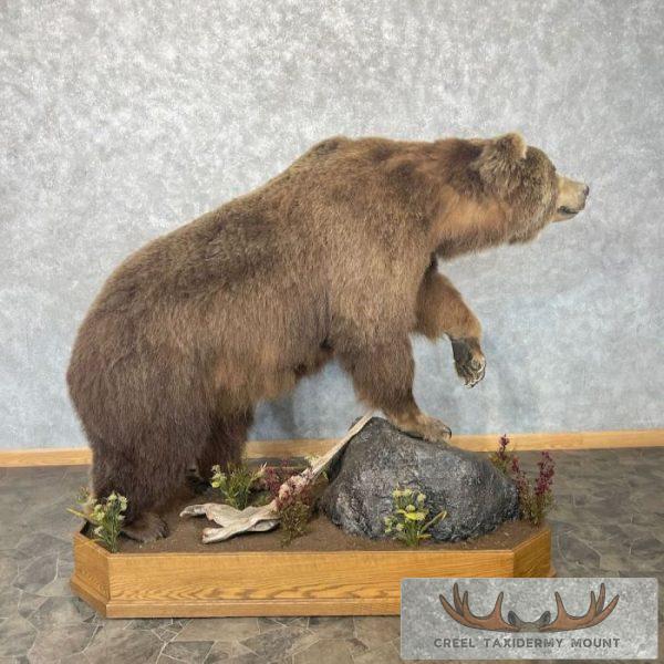 Grizzly Bear Life-Size Taxidermy Mount For Sale - Image 9