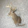 Whitetail Deer Taxidermy Shoulder Mount For Sale - Image 2