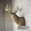Whitetail Deer Taxidermy Shoulder Mount For Sale - Image 3