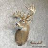 Whitetail Deer Taxidermy Shoulder Mount For Sale - Image 4