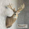 Whitetail Deer Taxidermy Shoulder Mount For Sale - Image 5