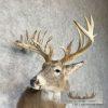 Whitetail Deer Taxidermy Shoulder Mount For Sale - Image 7