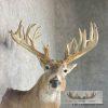 Whitetail Deer Taxidermy Shoulder Mount For Sale - Image 6