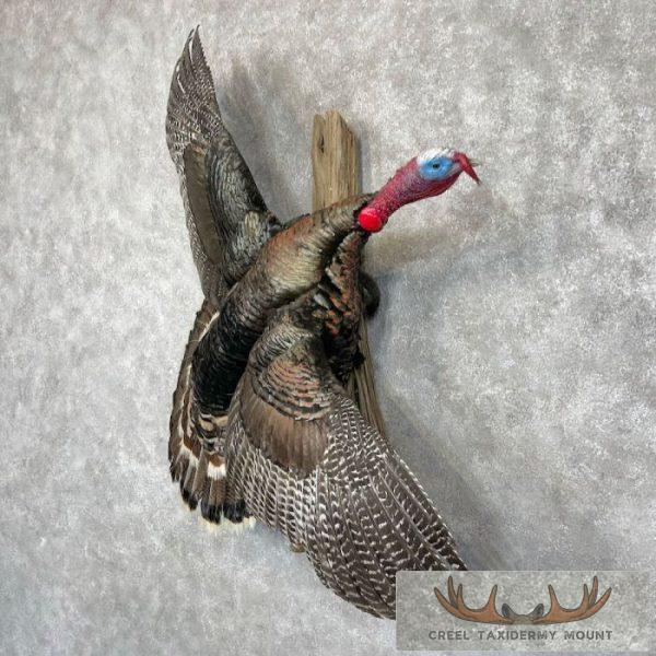 Eastern Turkey Taxidermy Bird Mount For Sale - Image 2