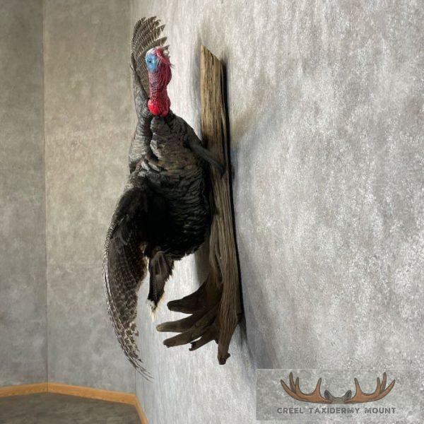 Eastern Turkey Taxidermy Bird Mount For Sale - Image 3
