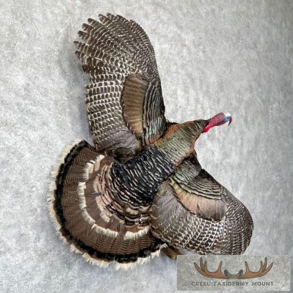 Eastern Turkey Taxidermy Bird Mount For Sale - Image 4