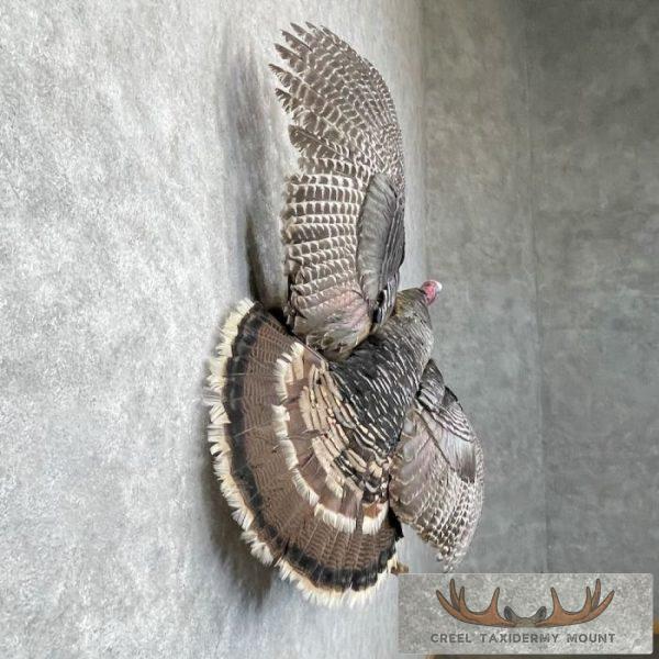 Eastern Turkey Taxidermy Bird Mount For Sale - Image 5