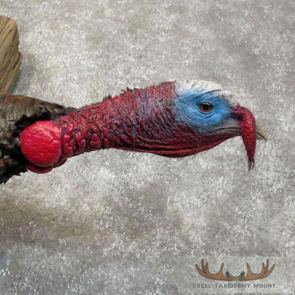 Eastern Turkey Taxidermy Bird Mount For Sale - Image 6