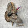 Rio Grande Turkey Taxidermy Bird Mount For Sale - Image 2