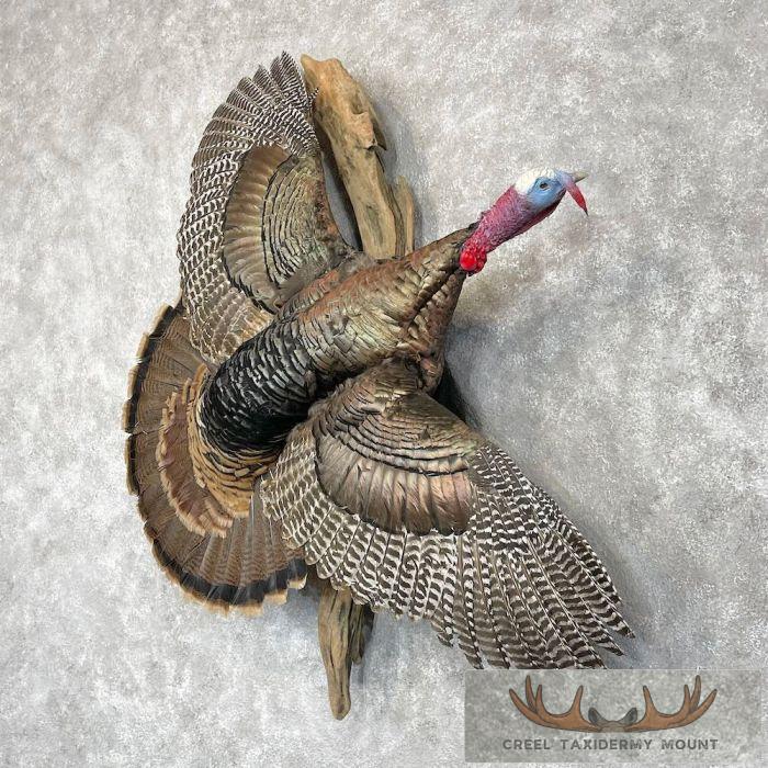 Rio Grande Turkey Taxidermy Bird Mount For Sale - Image 2