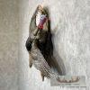 Rio Grande Turkey Taxidermy Bird Mount For Sale - Image 3