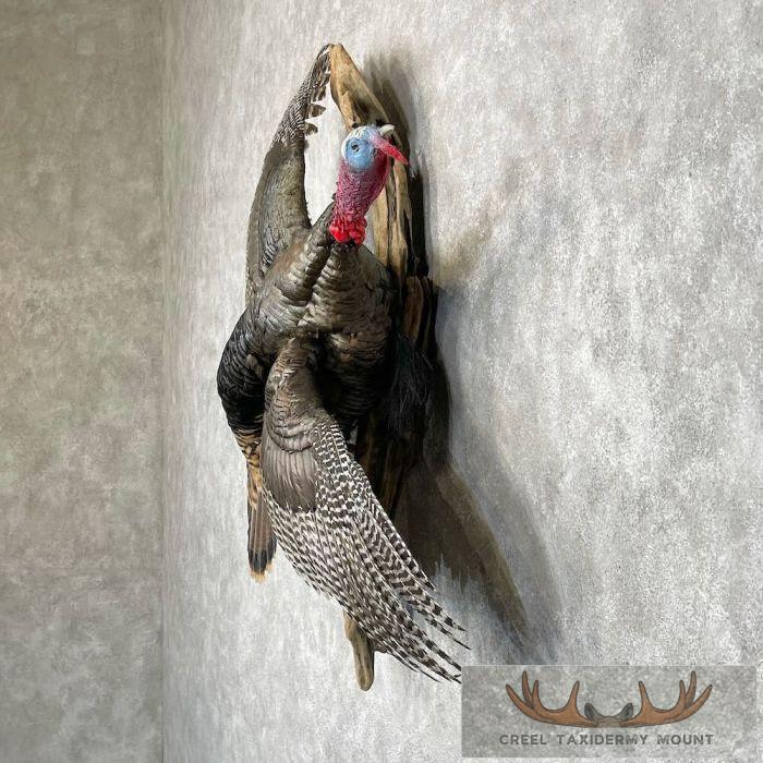 Rio Grande Turkey Taxidermy Bird Mount For Sale - Image 3
