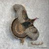 Rio Grande Turkey Taxidermy Bird Mount For Sale - Image 4