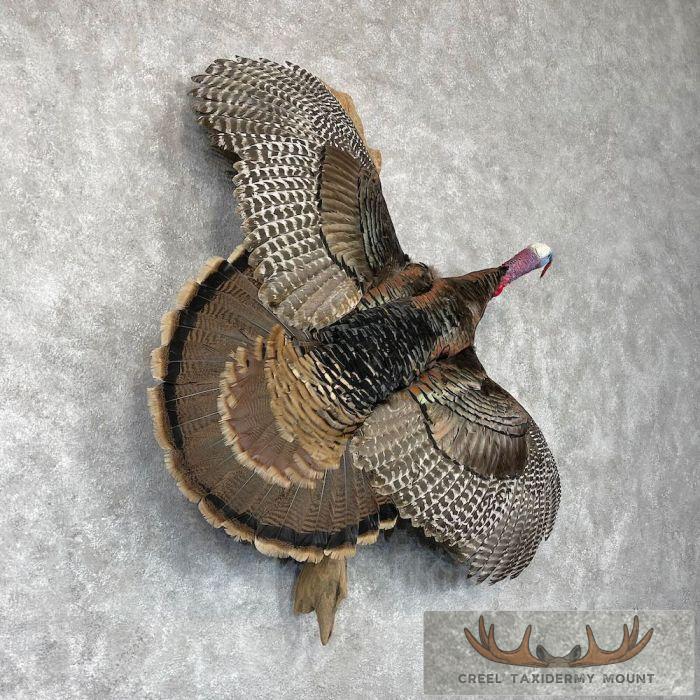 Rio Grande Turkey Taxidermy Bird Mount For Sale - Image 4