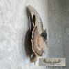 Rio Grande Turkey Taxidermy Bird Mount For Sale - Image 5