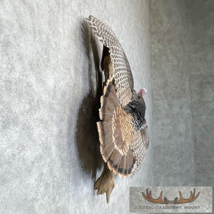Rio Grande Turkey Taxidermy Bird Mount For Sale - Image 5