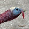 Rio Grande Turkey Taxidermy Bird Mount For Sale - Image 6