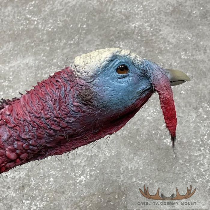 Rio Grande Turkey Taxidermy Bird Mount For Sale - Image 6