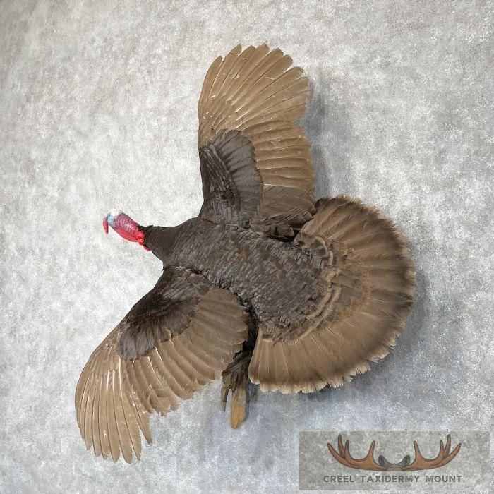 Chocolate Slate Turkey Taxidermy Bird Mount For Sale - Image 2