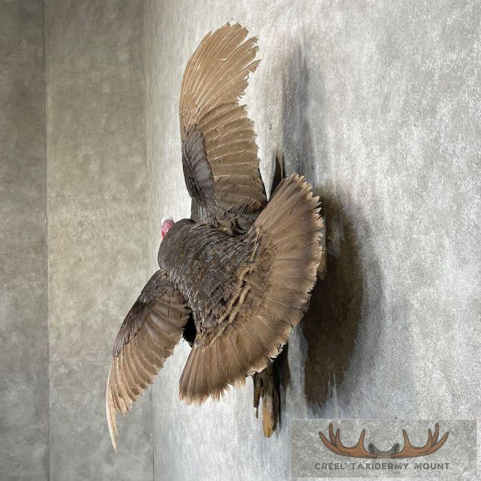 Chocolate Slate Turkey Taxidermy Bird Mount For Sale - Image 3