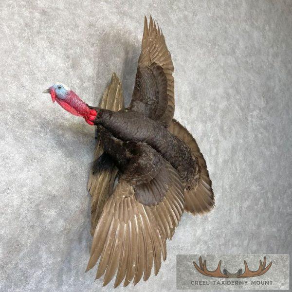 Chocolate Slate Turkey Taxidermy Bird Mount For Sale - Image 4