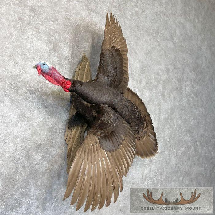 Chocolate Slate Turkey Taxidermy Bird Mount For Sale - Image 4