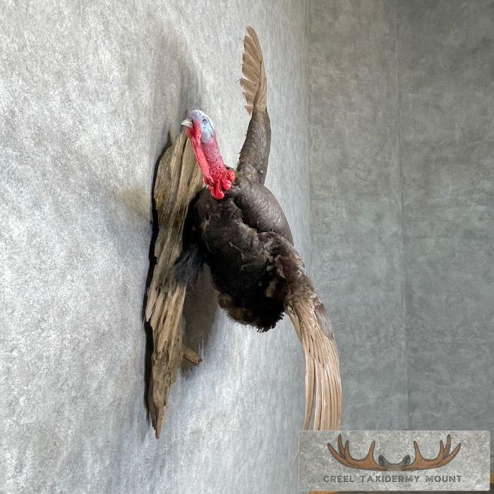 Chocolate Slate Turkey Taxidermy Bird Mount For Sale - Image 5