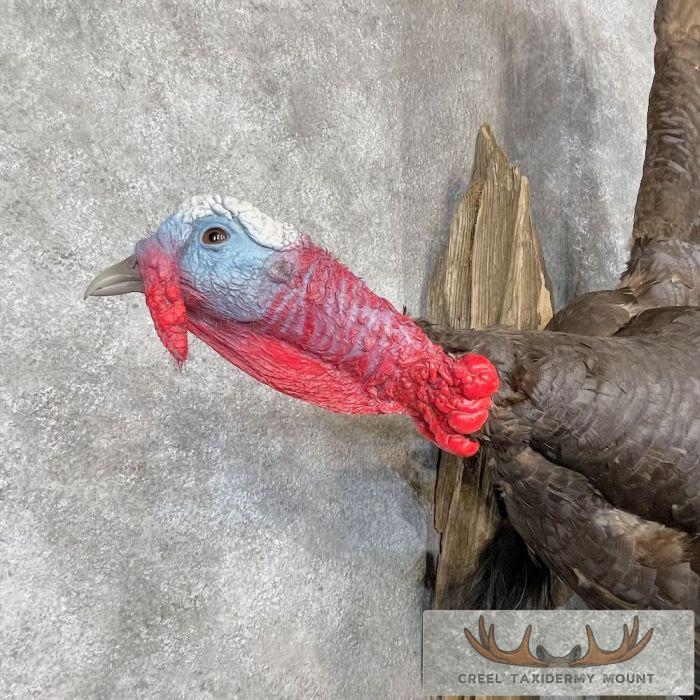 Chocolate Slate Turkey Taxidermy Bird Mount For Sale - Image 6