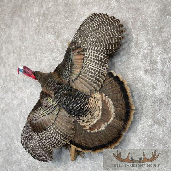 Bronze Turkey Taxidermy Bird Mount For Sale - Image 2