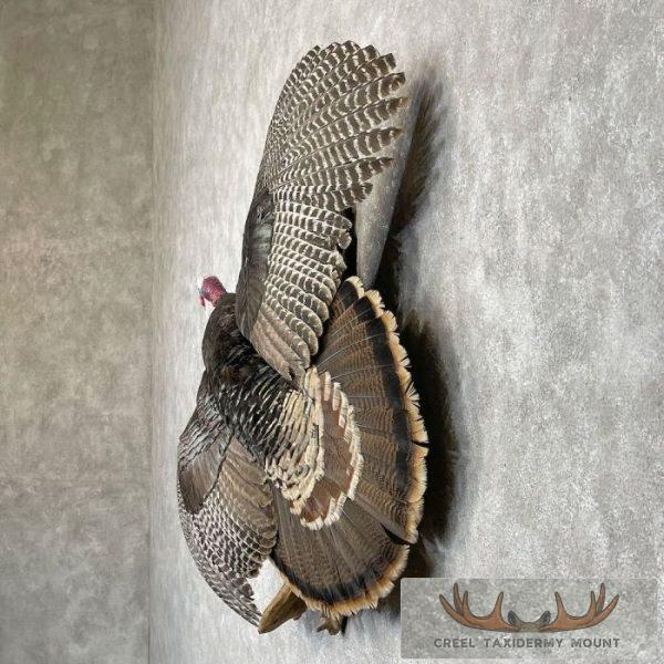 Bronze Turkey Taxidermy Bird Mount For Sale - Image 3