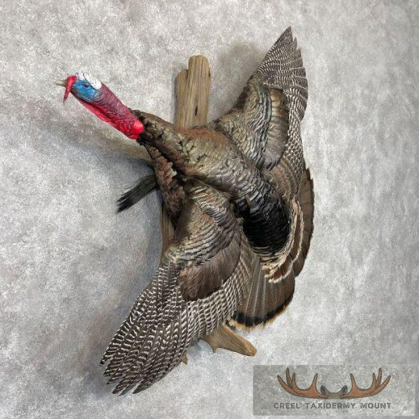 Bronze Turkey Taxidermy Bird Mount For Sale - Image 4