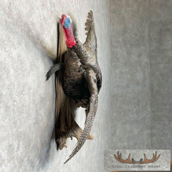 Bronze Turkey Taxidermy Bird Mount For Sale - Image 5