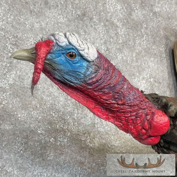 Bronze Turkey Taxidermy Bird Mount For Sale - Image 6