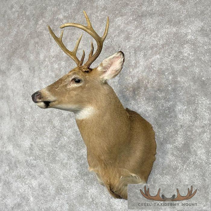 Whitetail Deer Shoulder Taxidermy Mount For Sale - Image 2