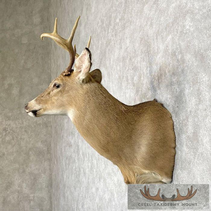 Whitetail Deer Shoulder Taxidermy Mount For Sale - Image 3