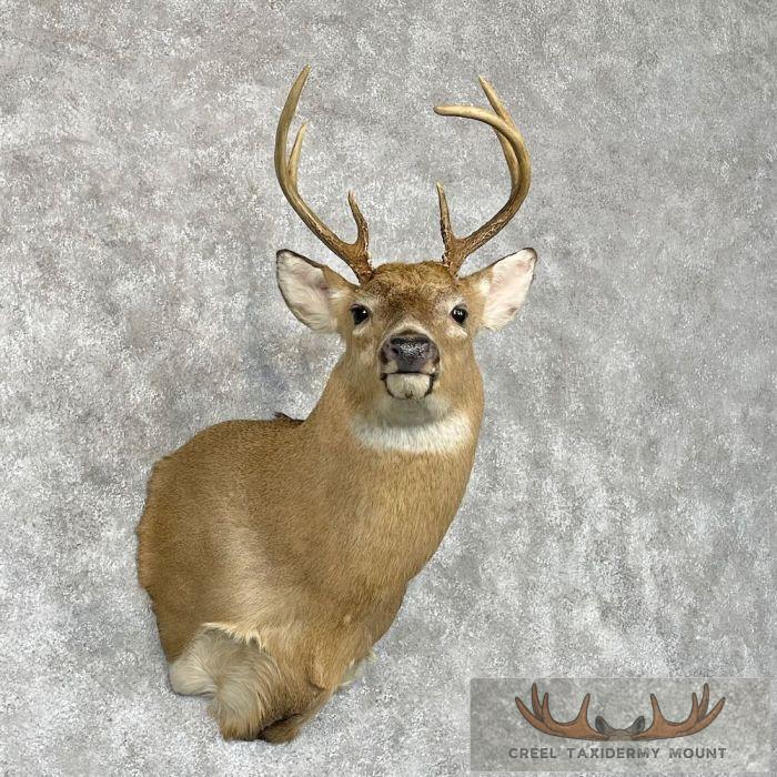 Whitetail Deer Shoulder Taxidermy Mount For Sale - Image 4