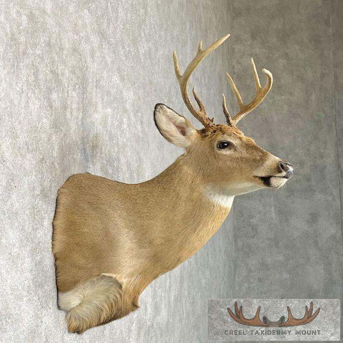 Whitetail Deer Shoulder Taxidermy Mount For Sale - Image 5