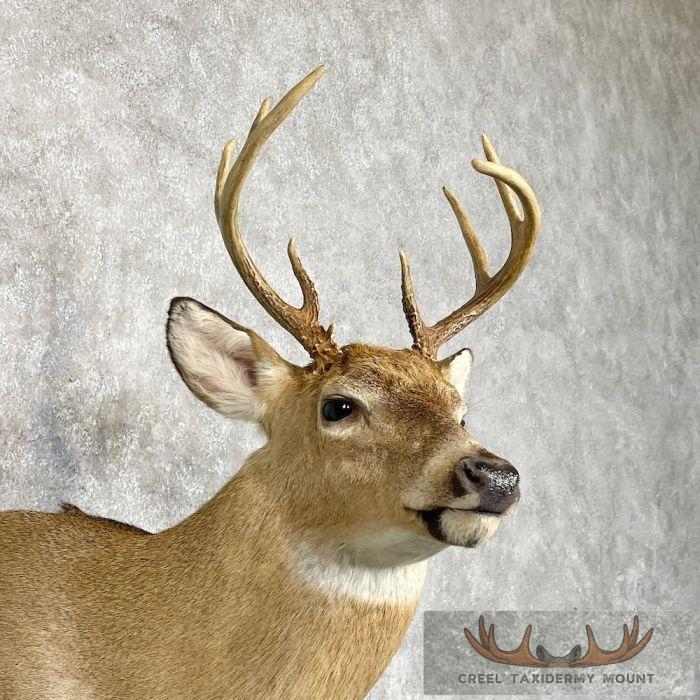 Whitetail Deer Shoulder Taxidermy Mount For Sale - Image 6