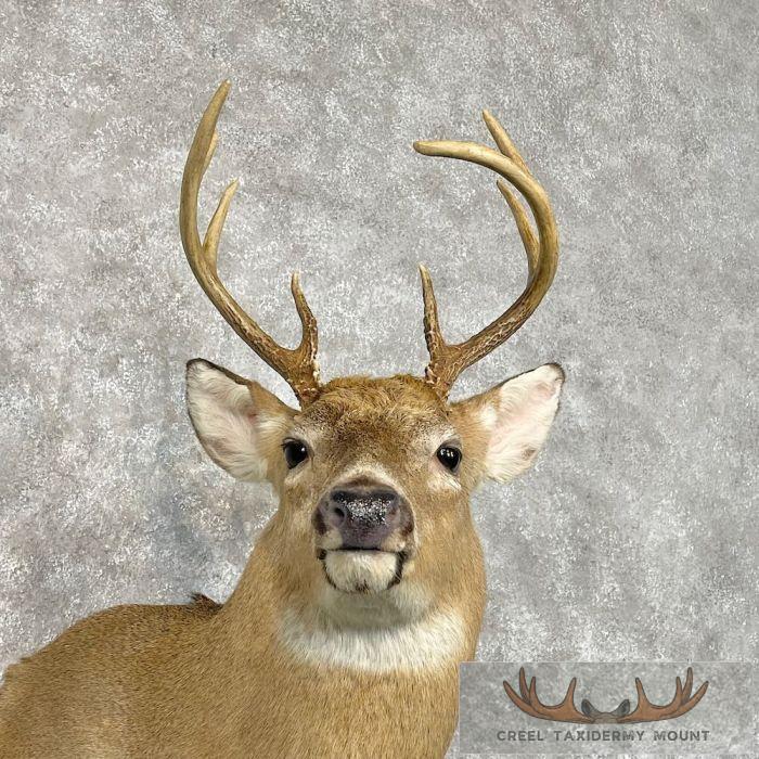 Whitetail Deer Shoulder Taxidermy Mount For Sale - Image 7