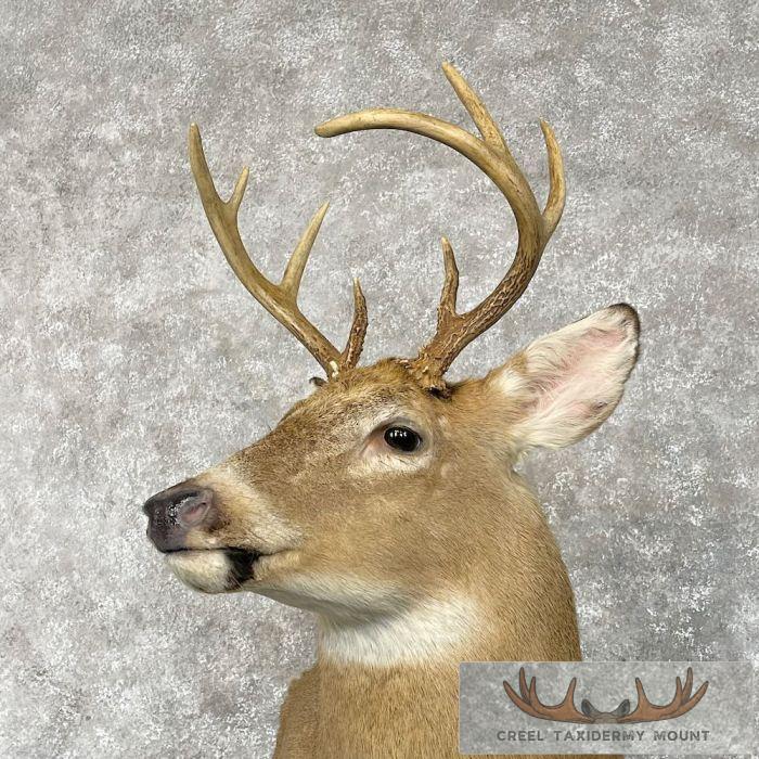 Whitetail Deer Shoulder Taxidermy Mount For Sale - Image 8