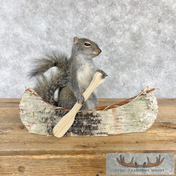 Canoe Squirrel Novelty Taxidermy Mount For Sale - Image 2