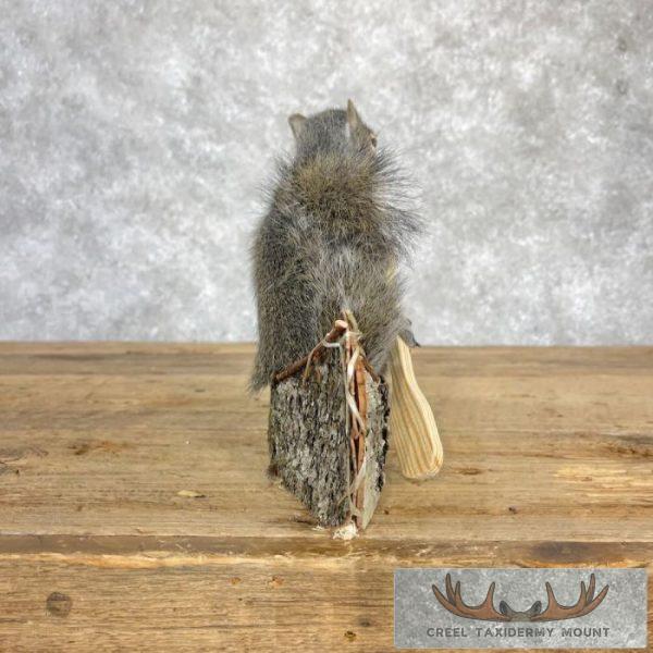 Canoe Squirrel Novelty Taxidermy Mount For Sale - Image 3