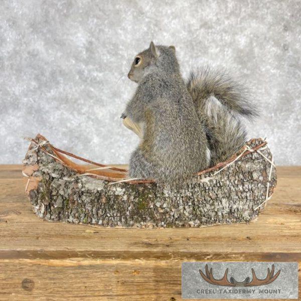 Canoe Squirrel Novelty Taxidermy Mount For Sale - Image 4