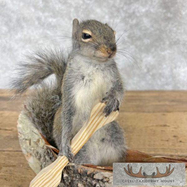 Canoe Squirrel Novelty Taxidermy Mount For Sale - Image 6
