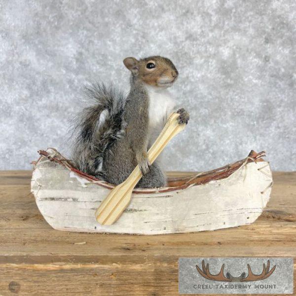 Canoe Squirrel Novelty Taxidermy Mount For Sale - Image 2