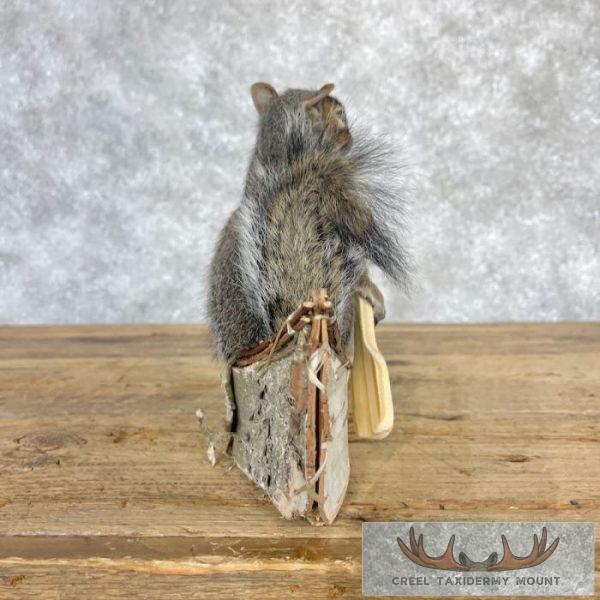 Canoe Squirrel Novelty Taxidermy Mount For Sale - Image 3