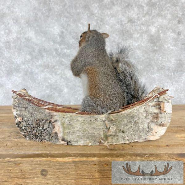 Canoe Squirrel Novelty Taxidermy Mount For Sale - Image 4