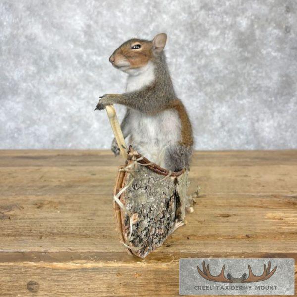 Canoe Squirrel Novelty Taxidermy Mount For Sale - Image 5