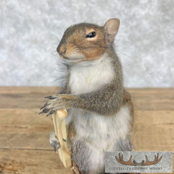 Canoe Squirrel Novelty Taxidermy Mount For Sale - Image 6